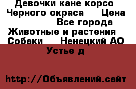 Девочки кане корсо. Черного окраса.  › Цена ­ 65 000 - Все города Животные и растения » Собаки   . Ненецкий АО,Устье д.